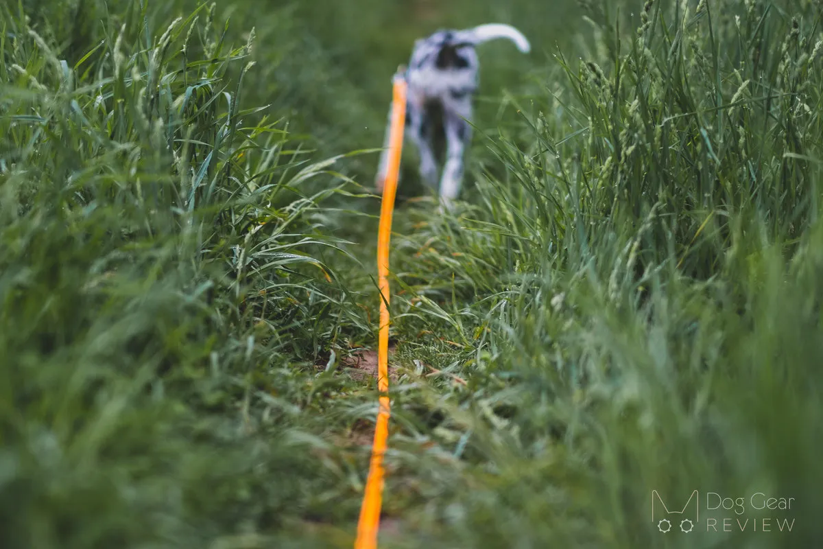 A dog on a long leash exploring an open field, illustrating the freedom and control offered by the training tool.