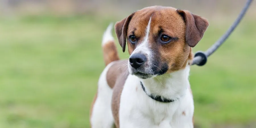 A dog on a short lead being walked safely in a field, away from livestock
