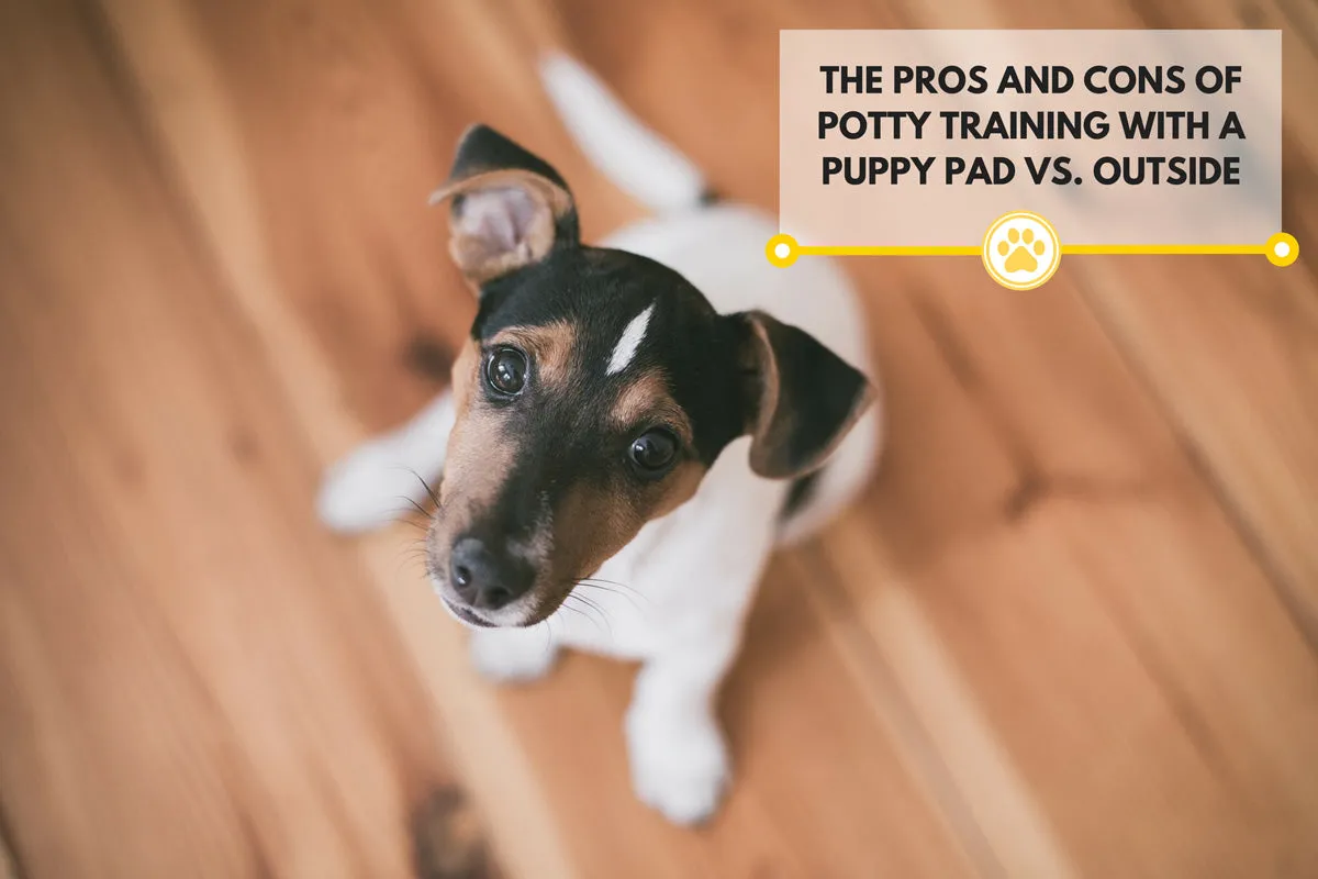 A dog on a wooden floor looking towards a pee pad