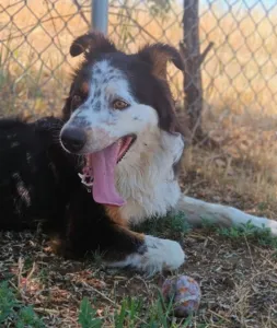 A dog on the top left, relaxed with a lolling tongue and soft eyes, compared to two other dogs showing signs of stress panting with tense tongues and wrinkled facial features.