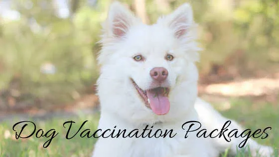 A dog owner considering different dog vaccination packages for their pet.