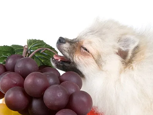 A dog patiently watches a bunch of green grapes, illustrating the common household item that poses a hidden danger to pets.