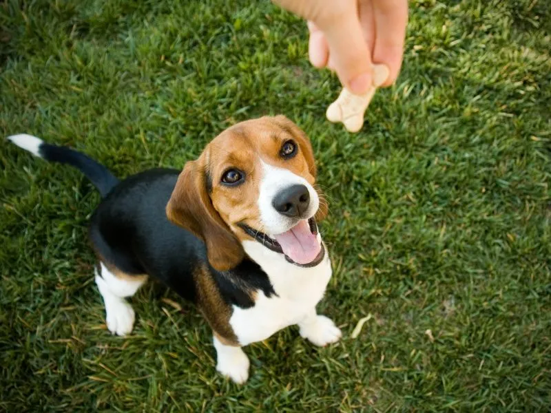 A dog performing a trick, being rewarded with a small, healthy low-calorie treat during training
