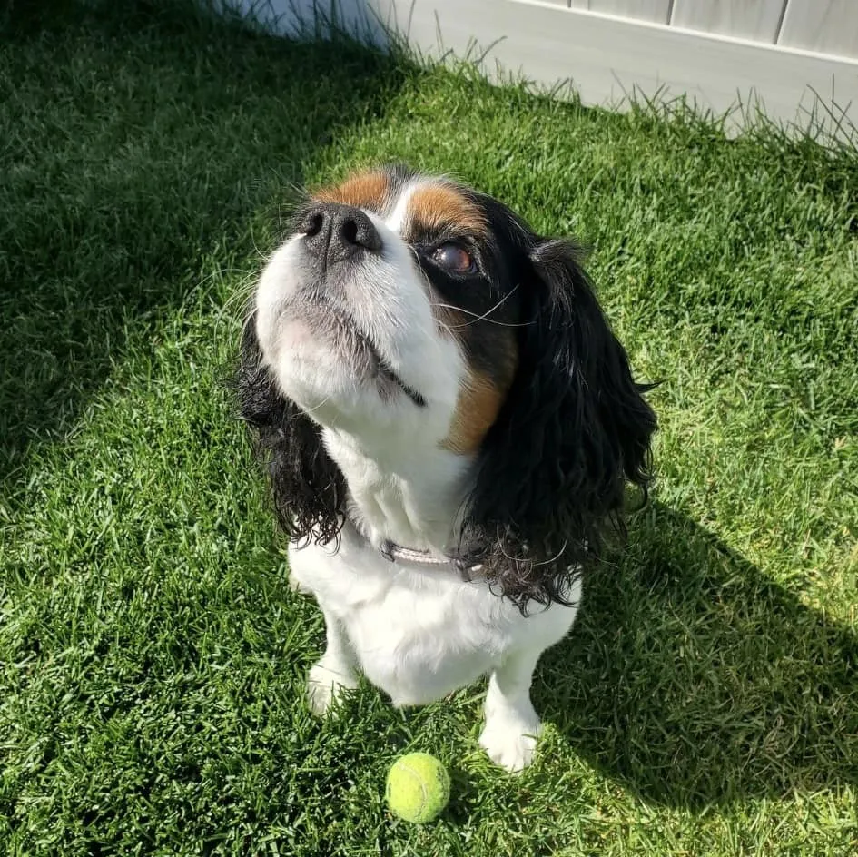 A dog posing happily during a dog sitting service in Edmonton, Alberta