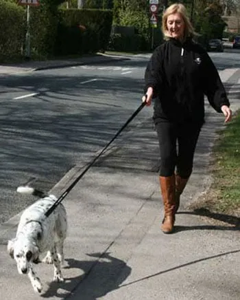 A dog pulling hard on a lead, illustrating the common challenge of leash training
