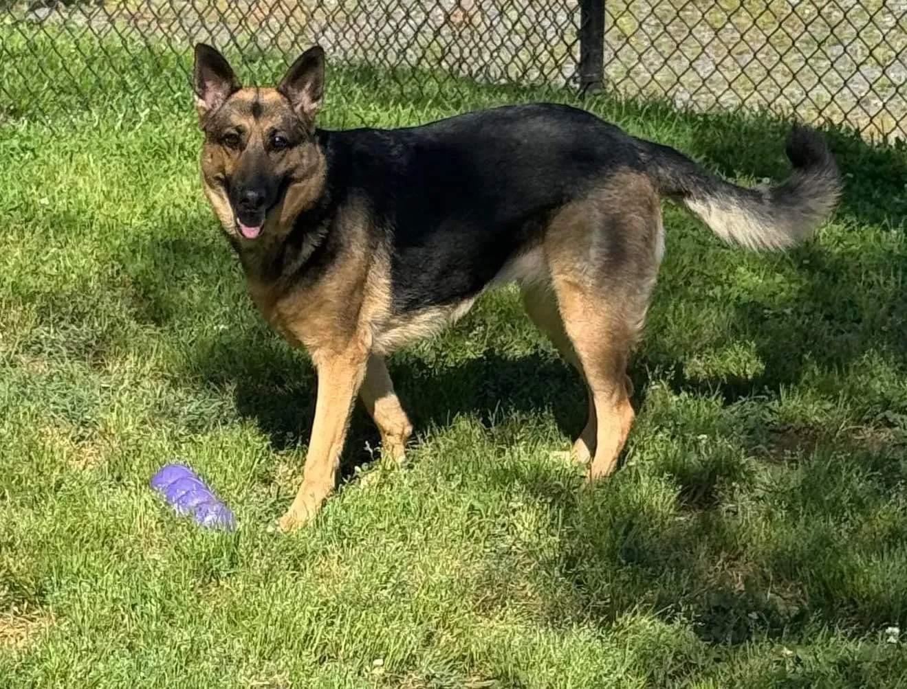 A dog receives affectionate belly rubs from a staff member during unwind time.