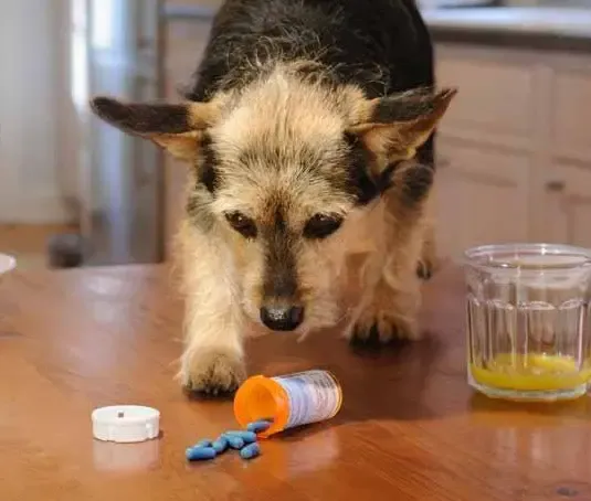 A dog receiving an injection from a veterinarian
