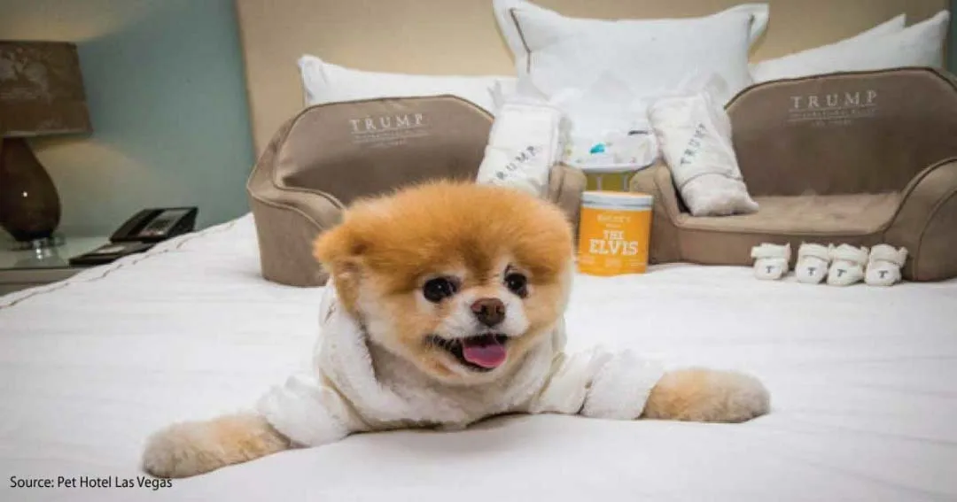 A dog relaxing on a comfortable bed in a home environment