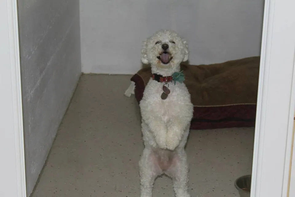 A dog rests comfortably on a soft bed inside a pet boarding room with a tempered glass door.
