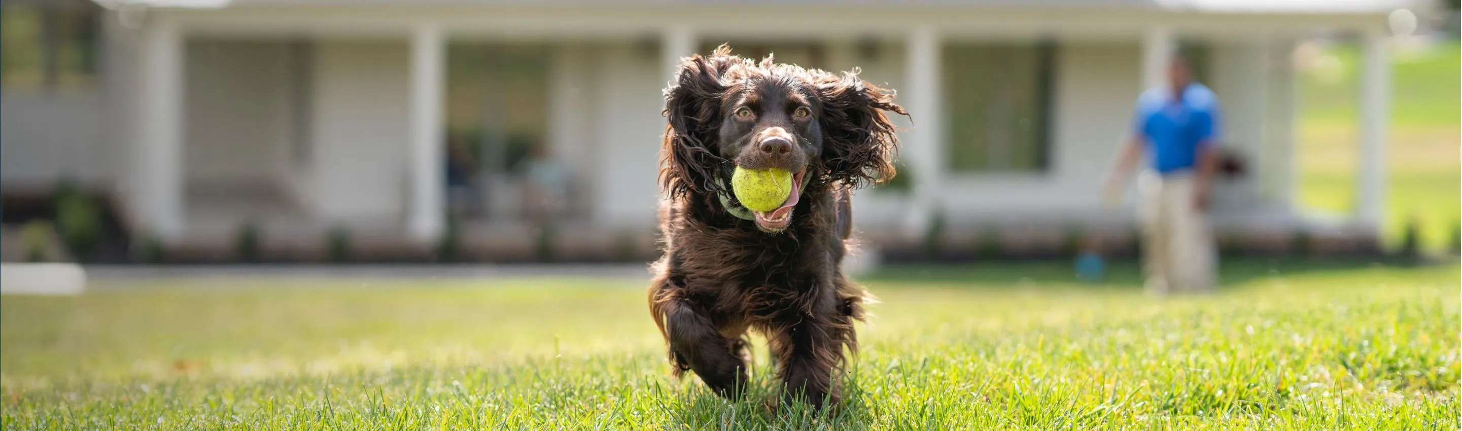 A dog running off-leash, carrying a tennis ball in its mouth, illustrating a moment of fun and activity outdoors.