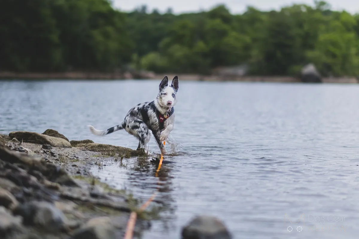 A dog running through tall grass with a long leash trailing, emphasizing the potential for tangles in natural environments.