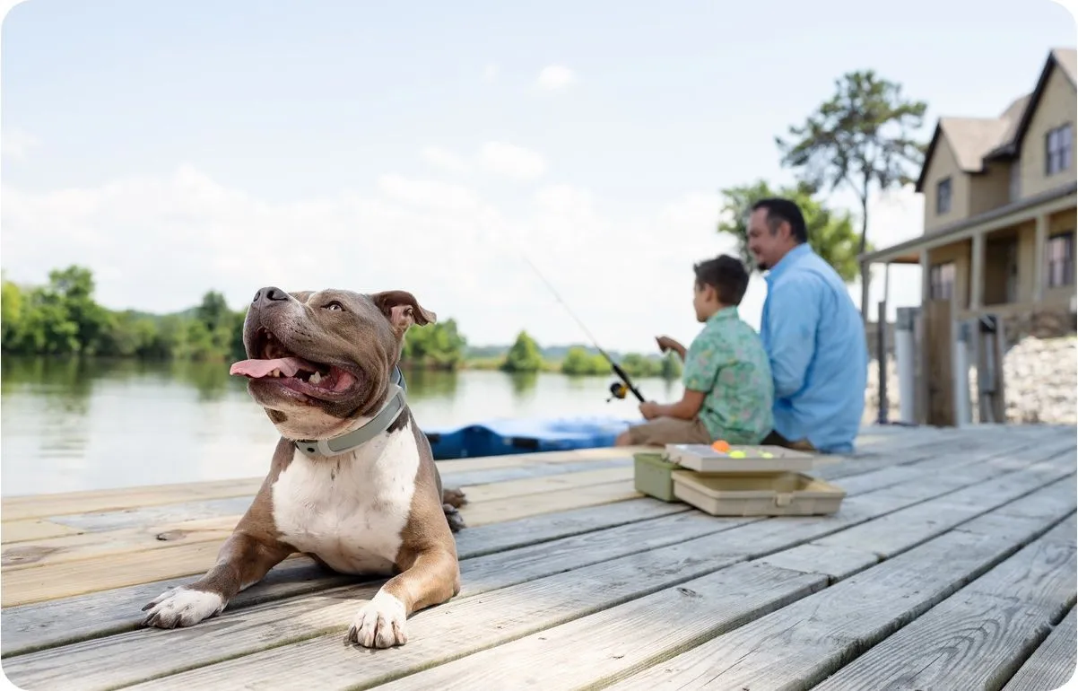 A dog sits on a dock beside a man and a boy, enjoying a sunny day by the water.