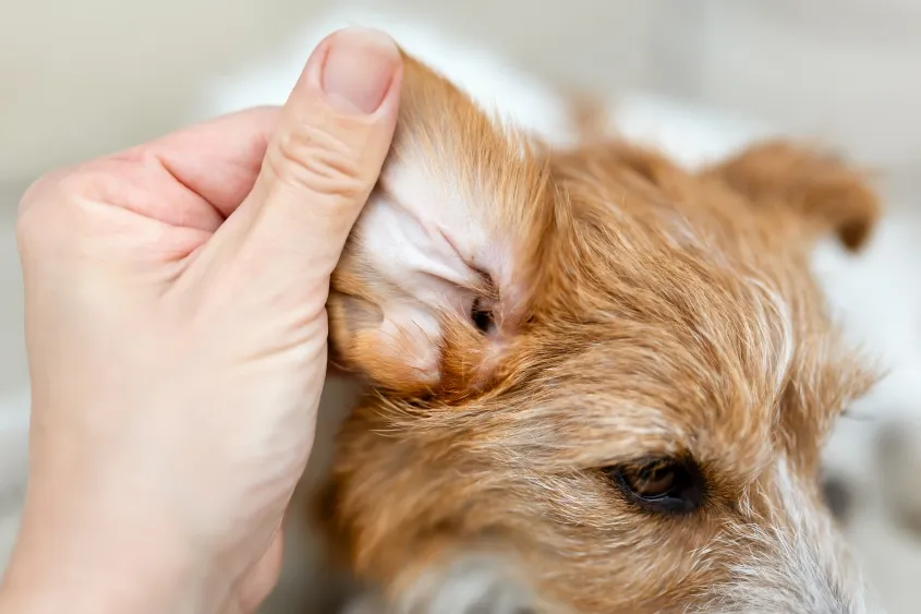 A dog sits patiently while having its ears checked.