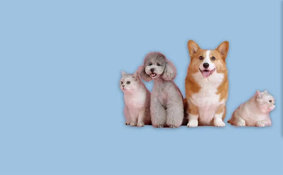 A dog sitter sitting on a couch with two happy dogs
