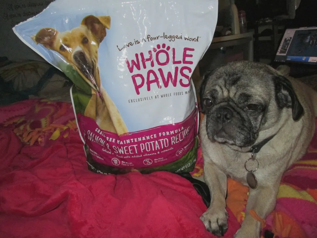 A dog sitting attentively next to an open bag of Whole Paws Grain Free Maintenance Formula Salmon & Sweet Potato kibble