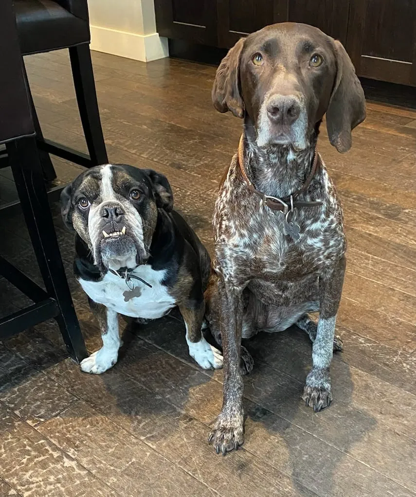 A dog sitting attentively, ready for a walk with a trusted Edmonton dog walker
