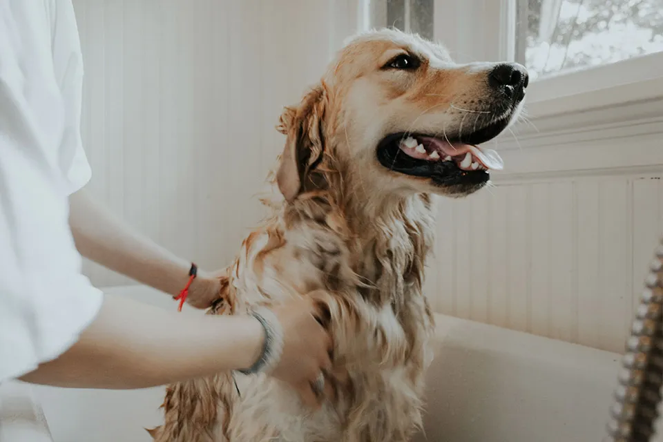 A dog sitting attentively, representing the trusted and reliable pet care services available through various best pet sitting sites.