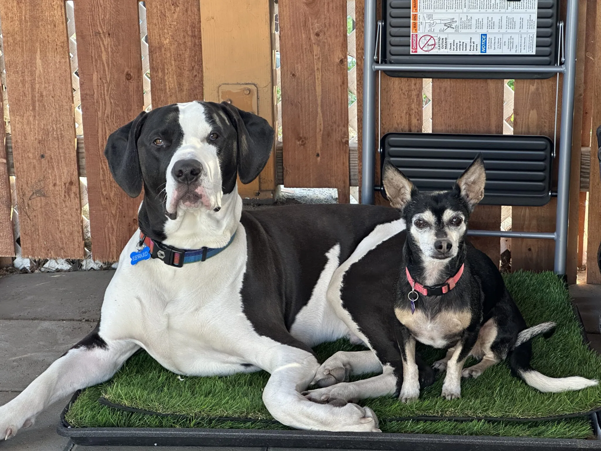 A dog sitting calmly behind a privacy screen, reducing visual triggers