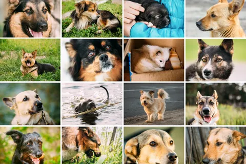 A dog sitting calmly in a dog bed, looking relaxed and content
