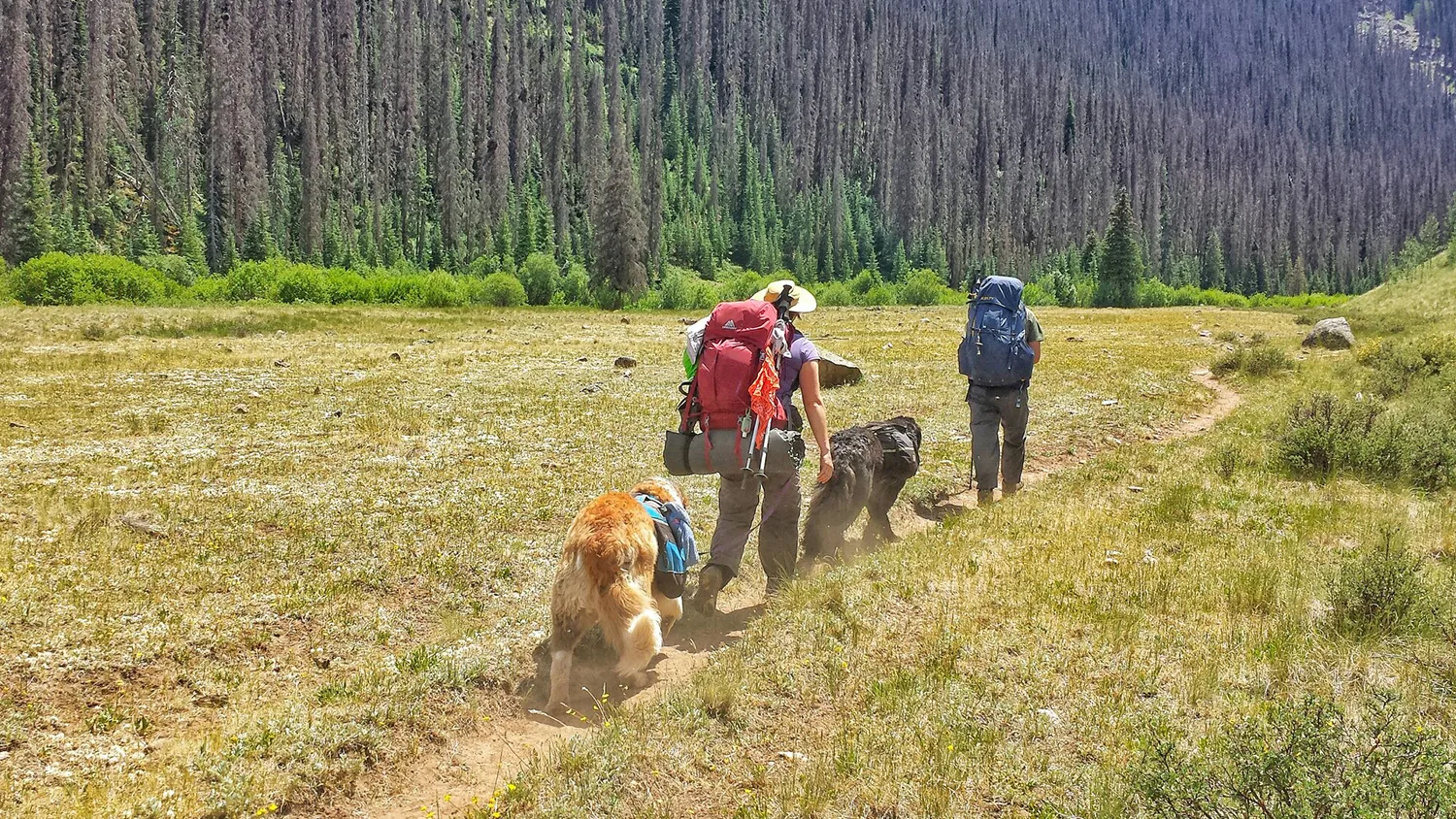 A dog sitting calmly on a leash next to its owner on a hiking trail