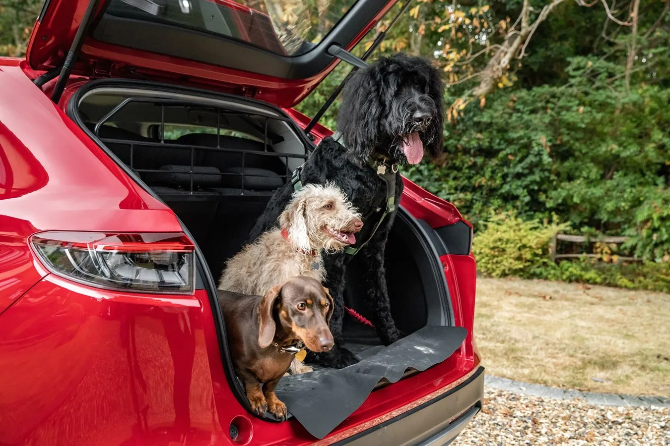 A dog sitting comfortably in the boot of a Honda CR-V with a dog guard installed.