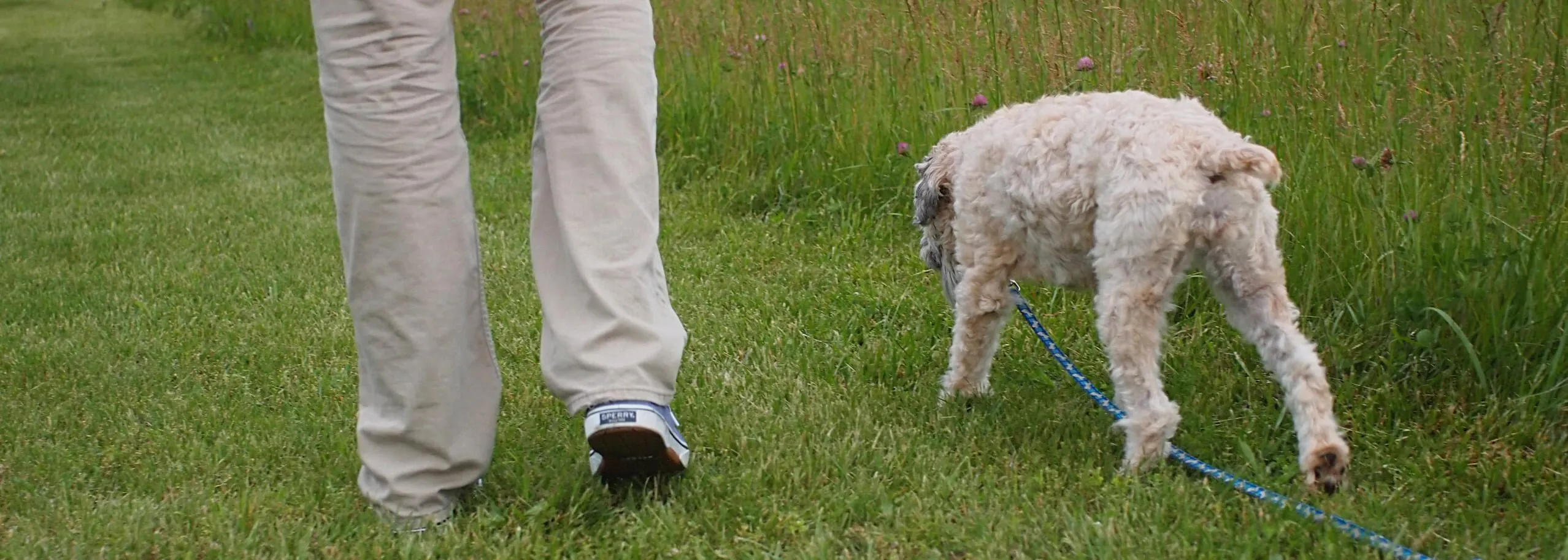 A dog sitting obediently next to its owner with a dropped leash under the owner's foot