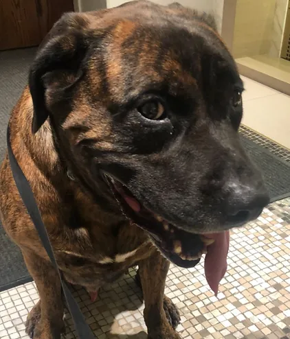 A dog sitting on the sidewalk next to an unexpected mess, illustrating the importance of preparedness for dog walkers.