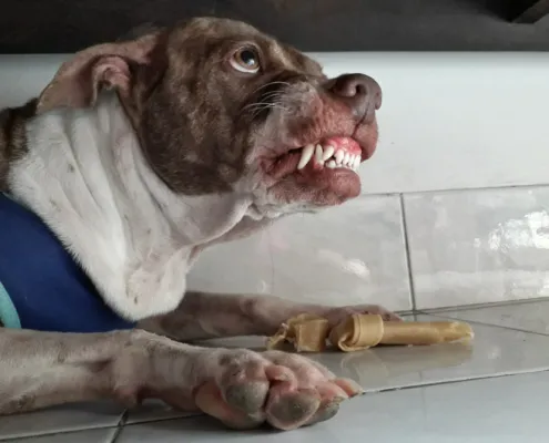 A dog snarling with bared teeth, a tense muzzle, and a rigid posture, indicating aggression and a warning to maintain distance.