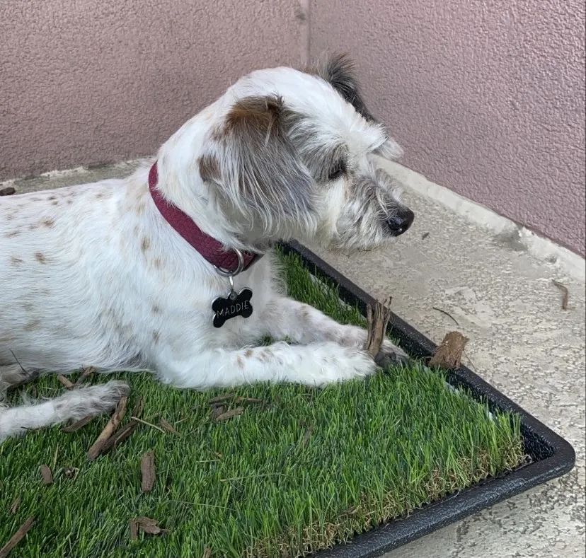 A dog standing near a patch of green fake grass on a balcony, with a city view in the background, illustrating a designated potty area.