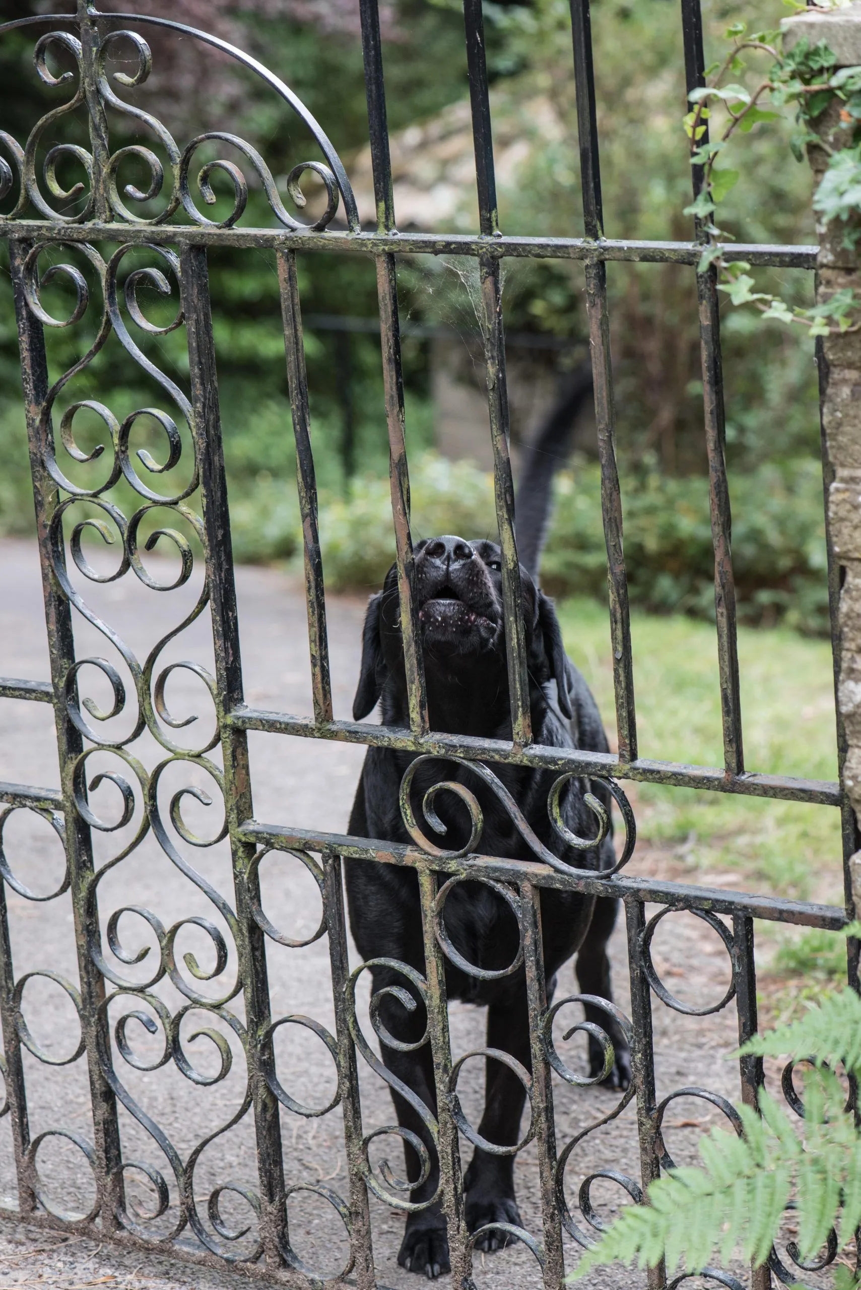 A dog stands alert at a gate, looking towards a person approaching in the distance.