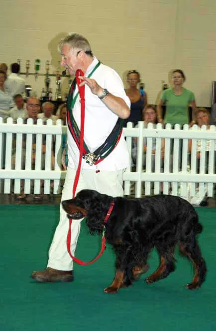 A dog trainer demonstrating proper heel walking with a dog from the audience at a live show