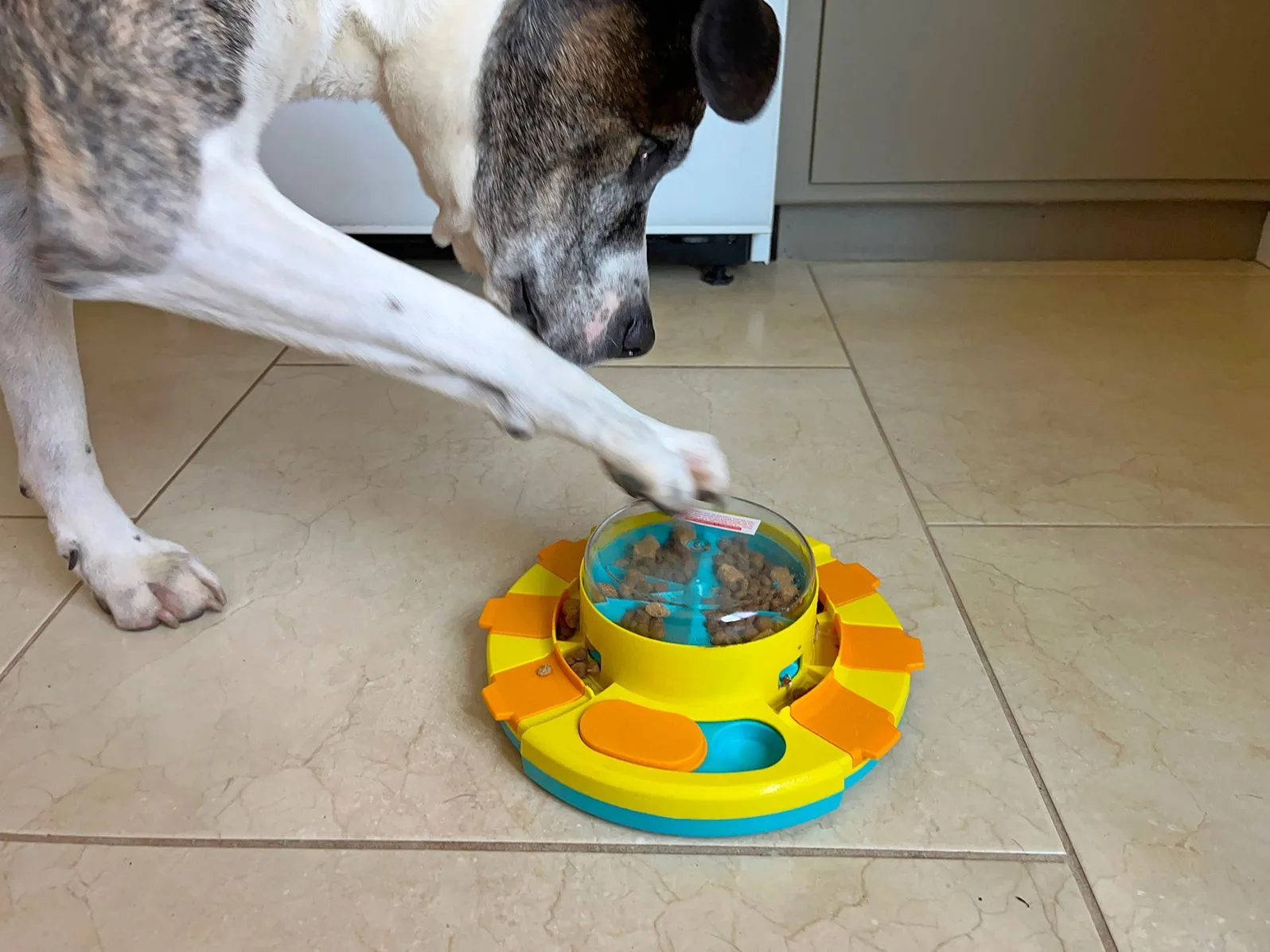 A dog uses its paw to interact with a puzzle toy, attempting to access treats.