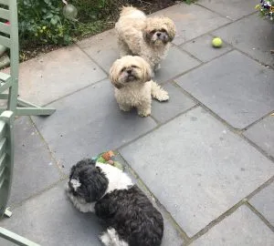 A dog walker playing with three dogs in a home setting