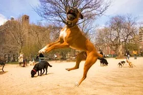 A dog walker skillfully managing a small group of three dogs on leashes during a city walk.
