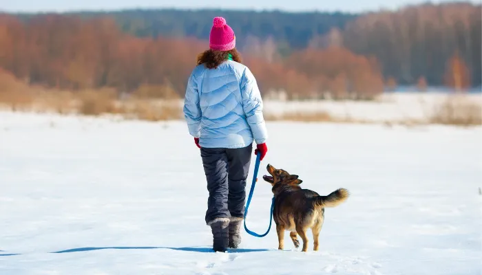 A dog walking calmly on a leash in a snowy field with its owner.
