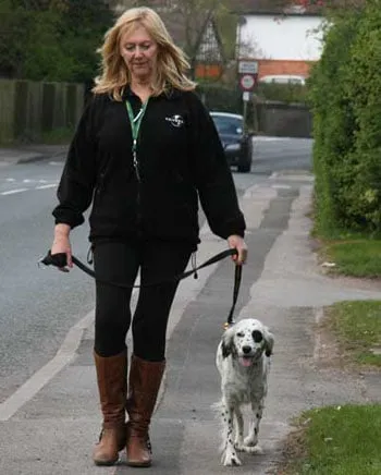 A dog walking calmly to heel beside its handler, after just a few minutes of training