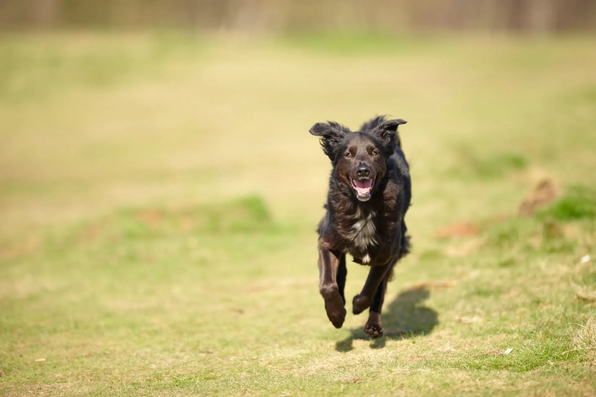 A dog walking calmly towards its owner in a green garden, looking focused and happy