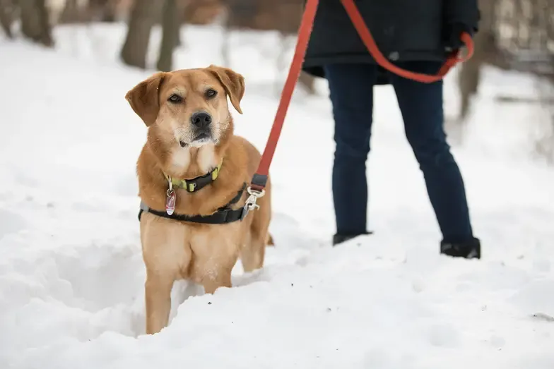 A dog walking in snow with ice melt granules on the ground