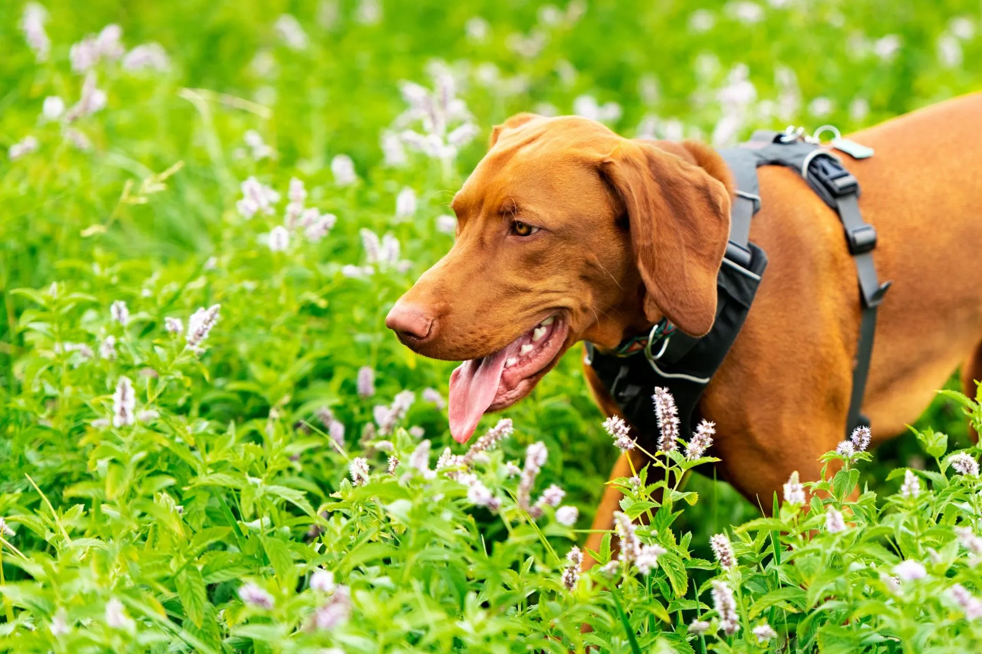 A dog walking obediently alongside its handler, demonstrating proper heel command.
