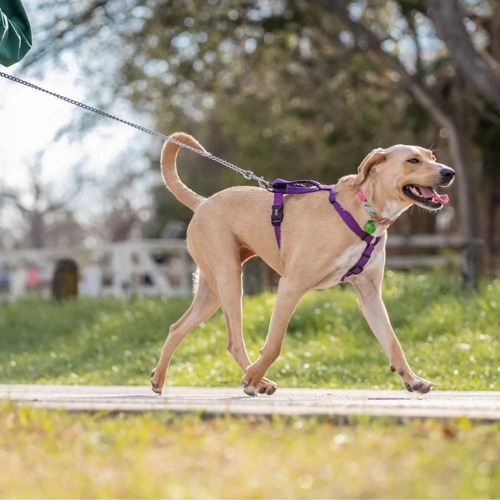 A dog walking on a field, looking towards the camera