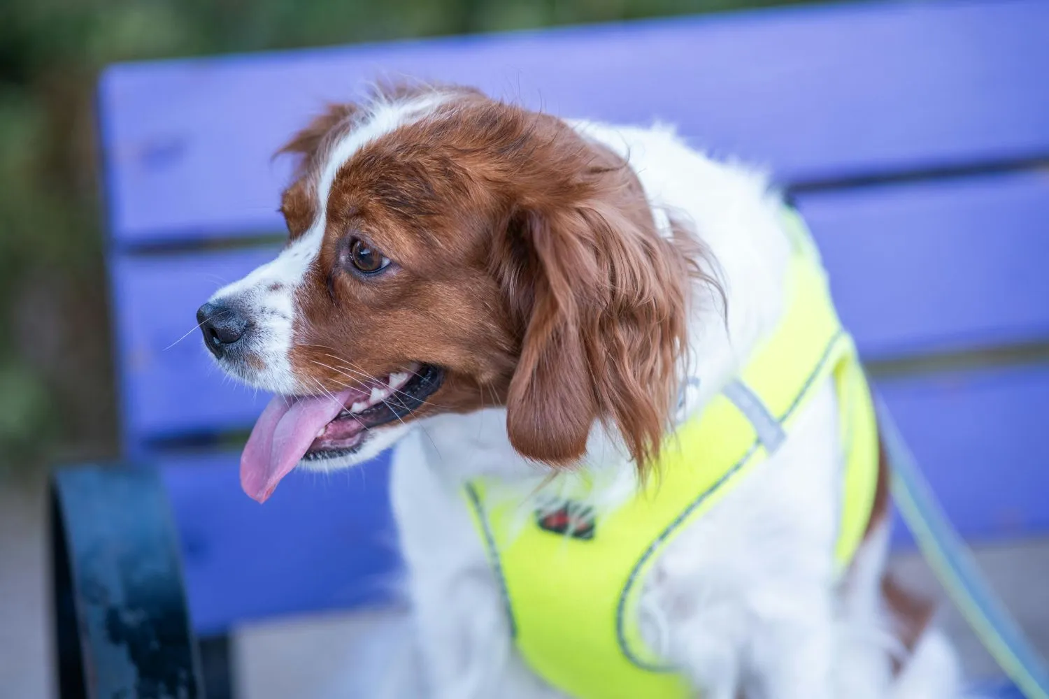 A dog wearing a blue service vest and smiling, indicating readiness for work