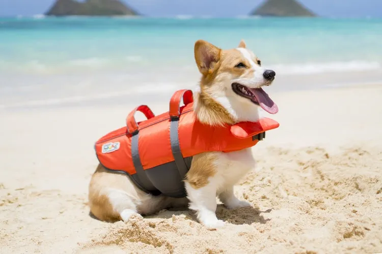 A dog wearing a Granby dog swim vest with a top handle, demonstrating how to lift the dog