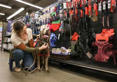 A dog wearing a harness, accompanied by a person, highlights the importance of well-fitted pet gear and responsible pet care
