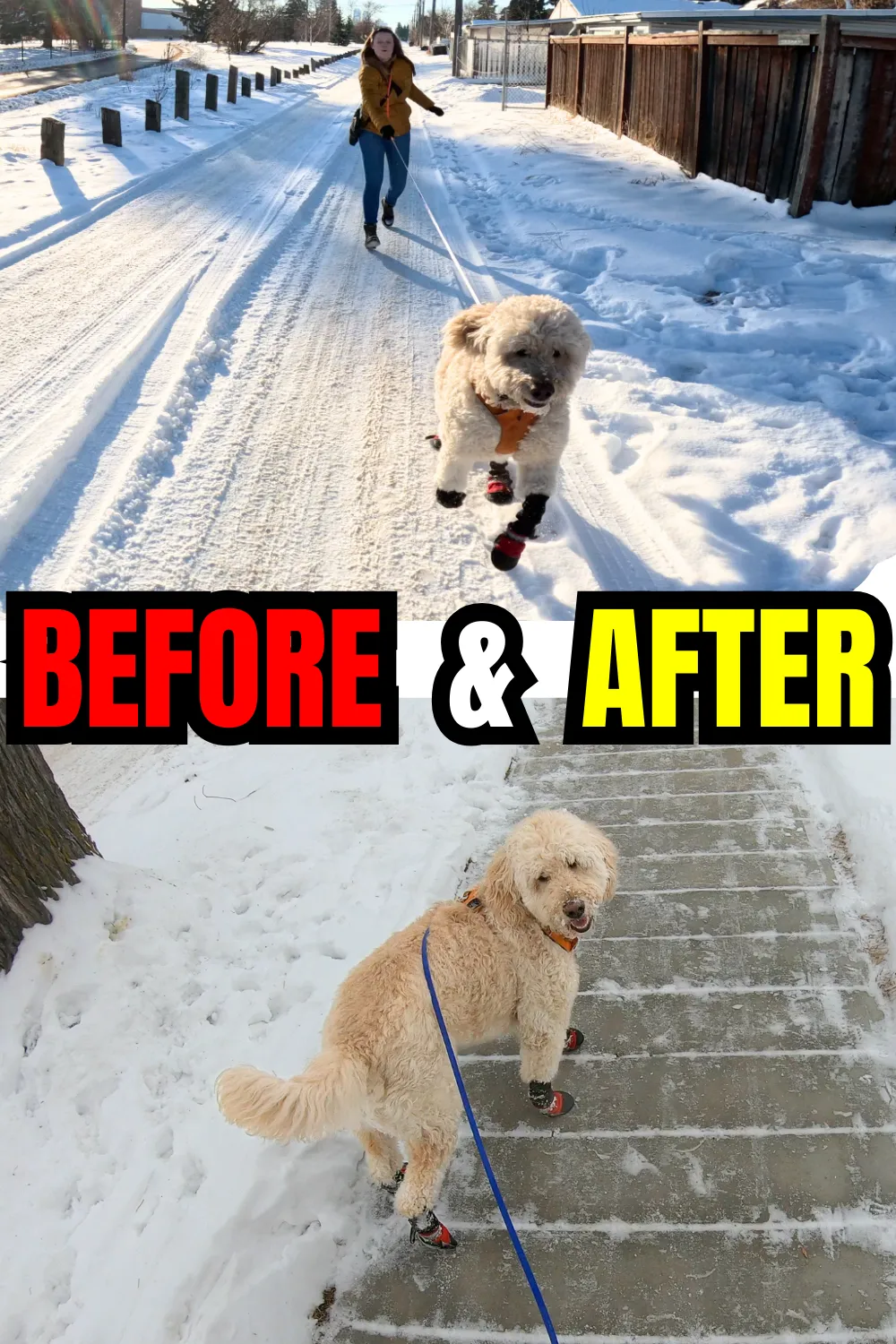 A dog wearing a harness and leash, pulling forward with tension on the leash, demonstrating the common issue of a dog pulling during a walk.