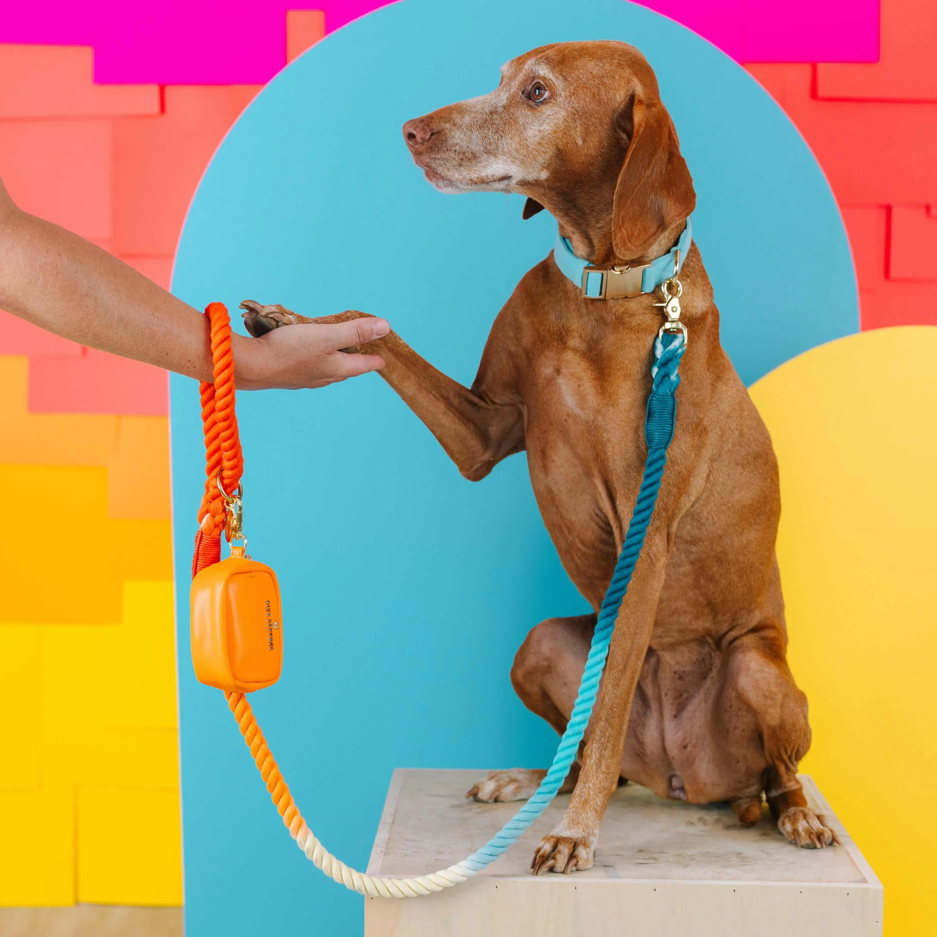 A dog wearing a patterned bow tie, looking attentively at the camera.