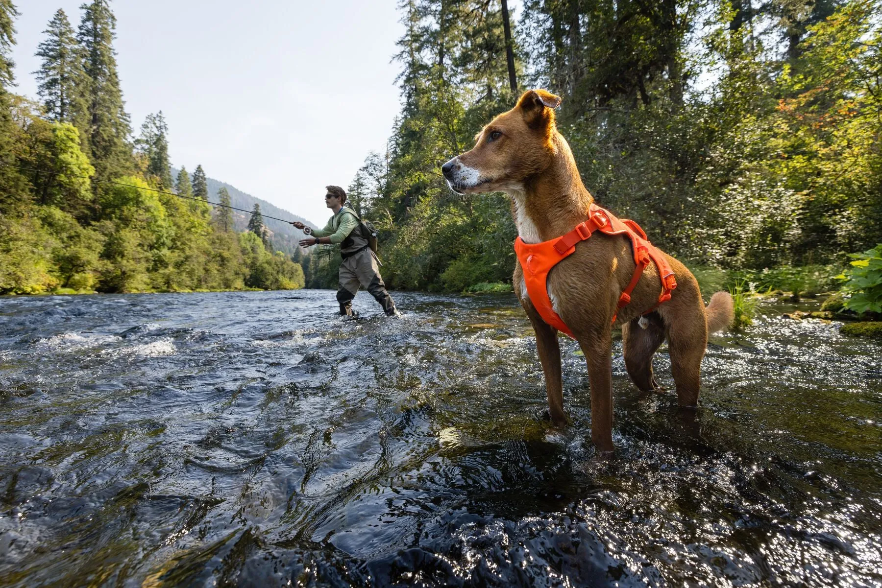 A dog wearing a Ruffwear Web Master harness navigating rocky terrain