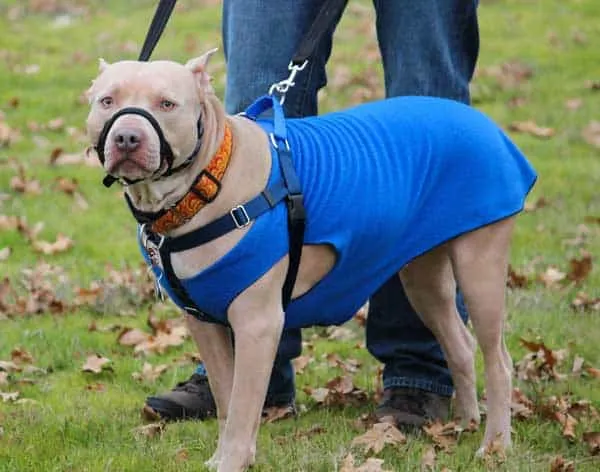 A dog wearing both a harness and a head halter, illustrating ineffective or uncomfortable restraint methods