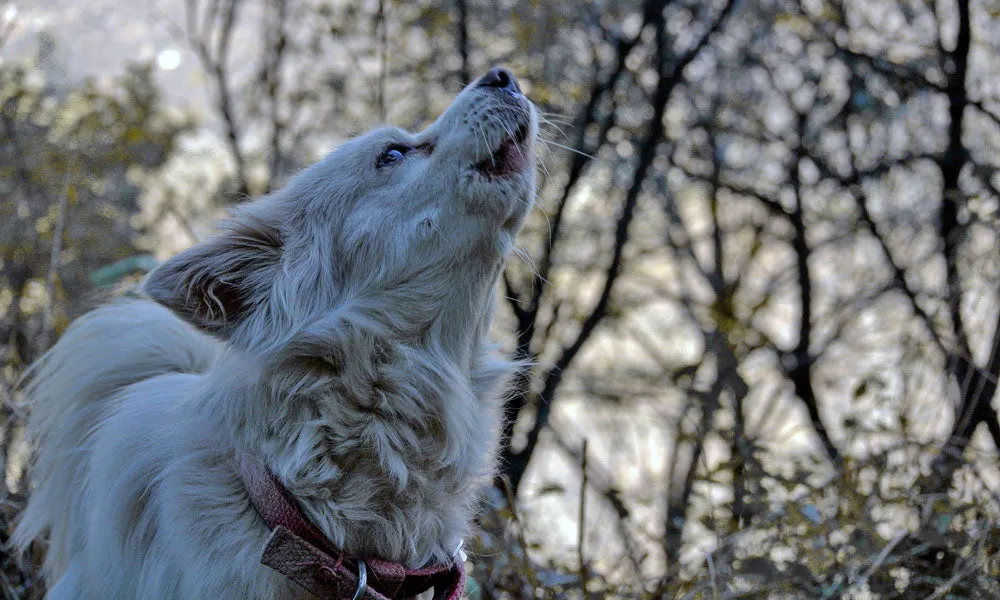A dog with a brown and black coat sitting and howling