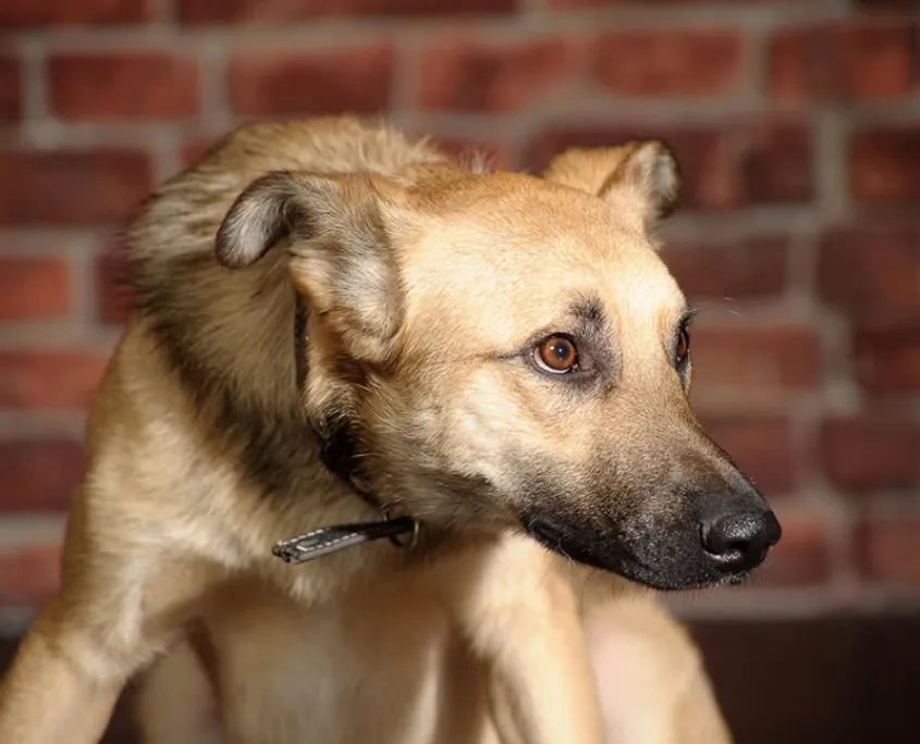 A dog with a fixed, direct, hard stare, rigid body, and forward-shifted weight, indicating a potential threat or aggressive intent.