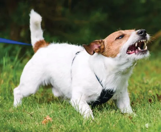 A dog with a high, flagged tail, stiff body, and fixed gaze, indicating alertness, arousal, or potential aggression.